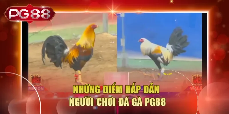 Những điểm hấp dẫn người chơi đá gà PG88 